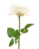 Flower Open Rose Cream S/6