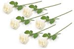 Flower Open Rose Cream S/6